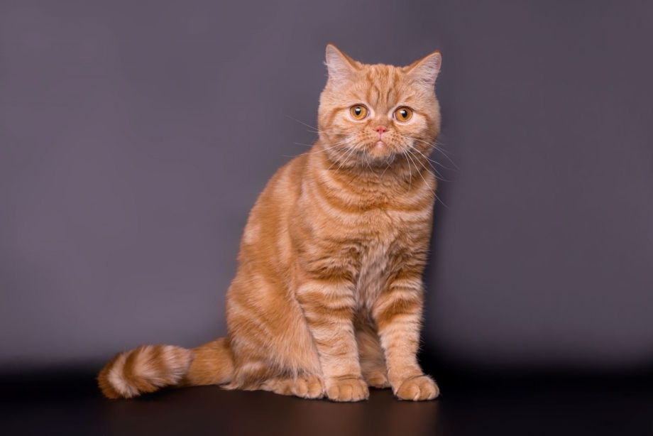 Шотландский скоттиш страйт рыжий