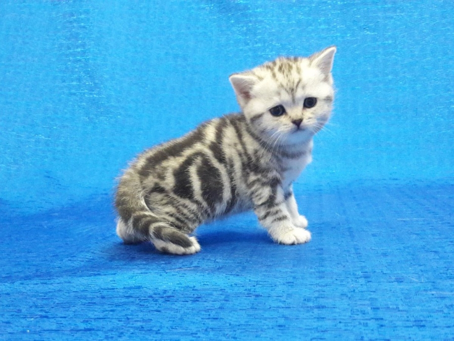 Шотландский страйт мраморный котенок