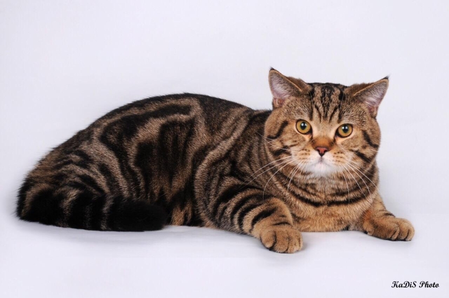 Шотландская кошка прямоухая мраморная