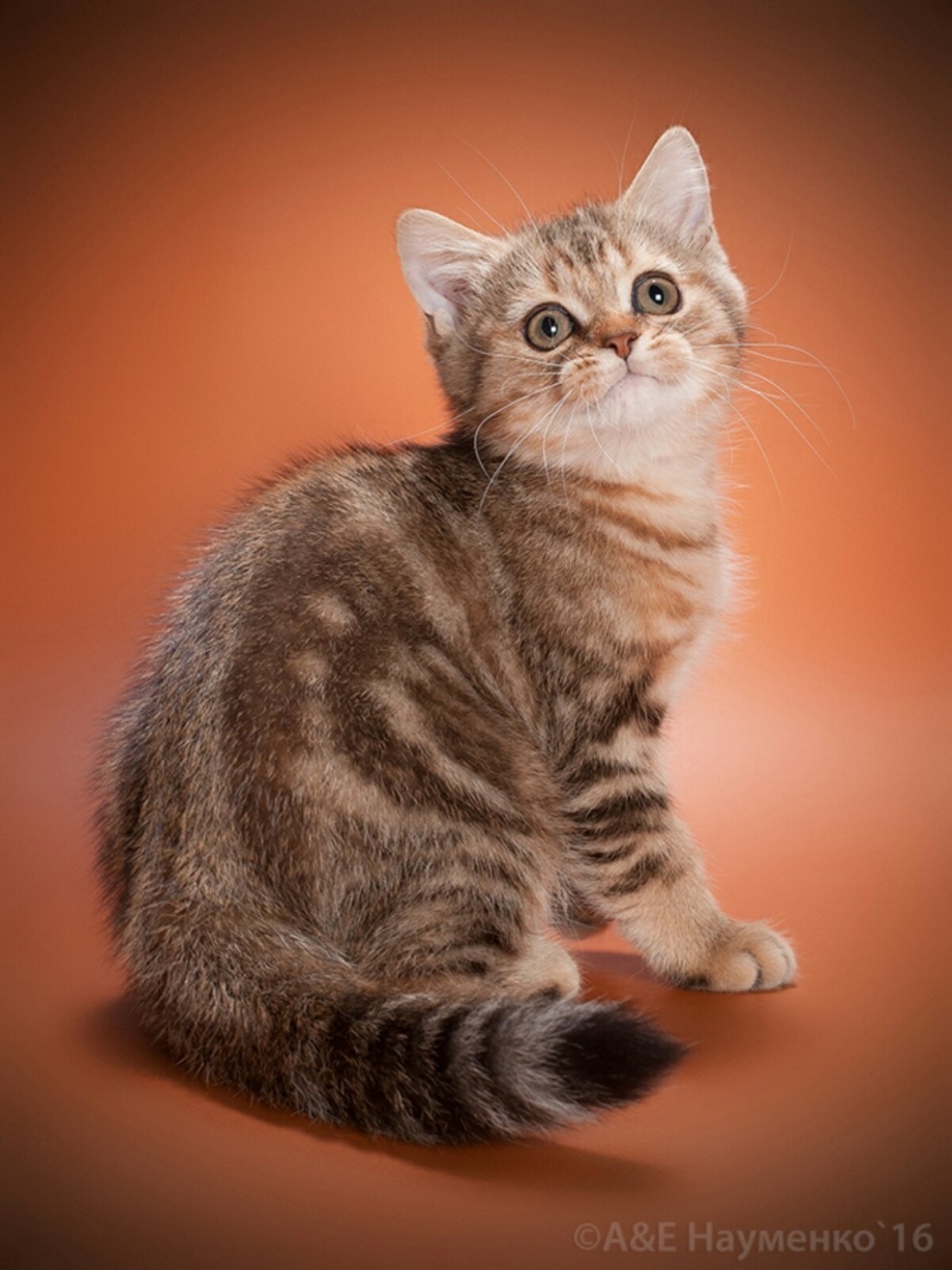 Шотландская кошка прямоухая