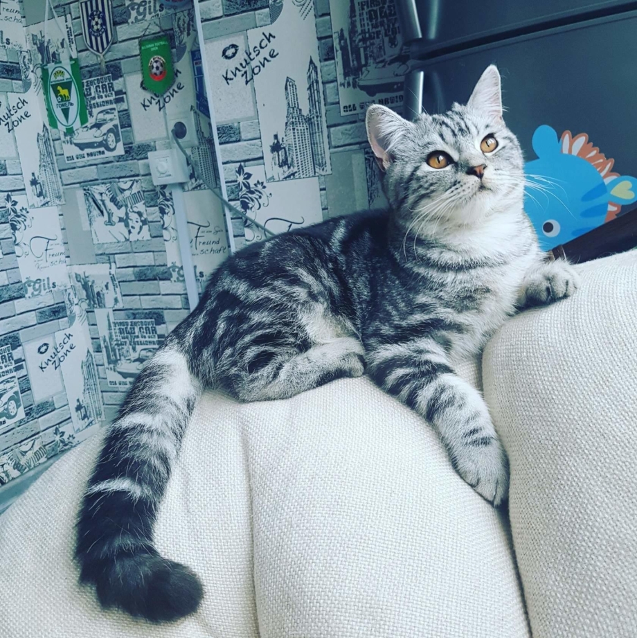 Шотландская прямоухая кошка мрамор