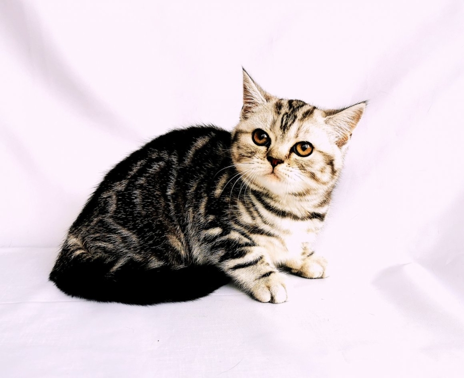 Шотландская вислоухая кошка мраморный табби