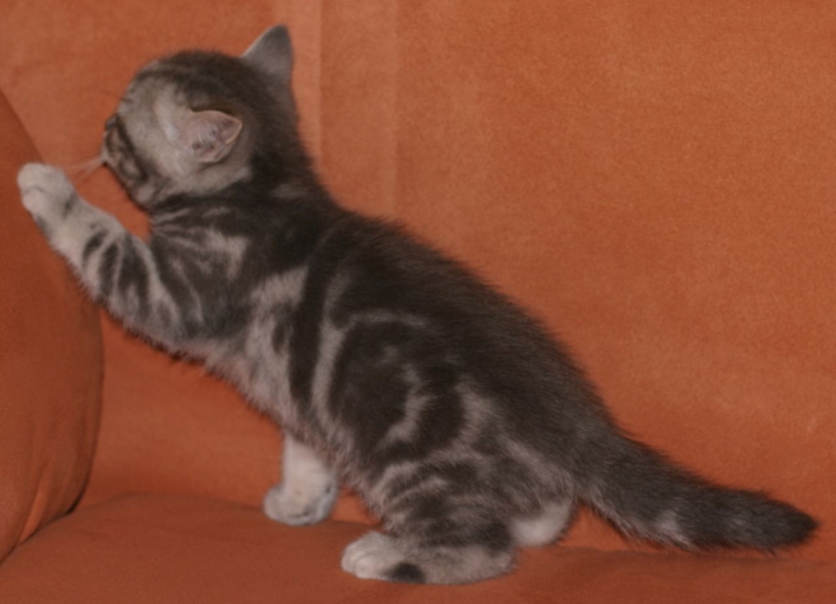 Шотландец котенок прямоухий мраморный