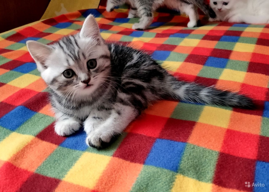 Скоттиш страйт табби вискас