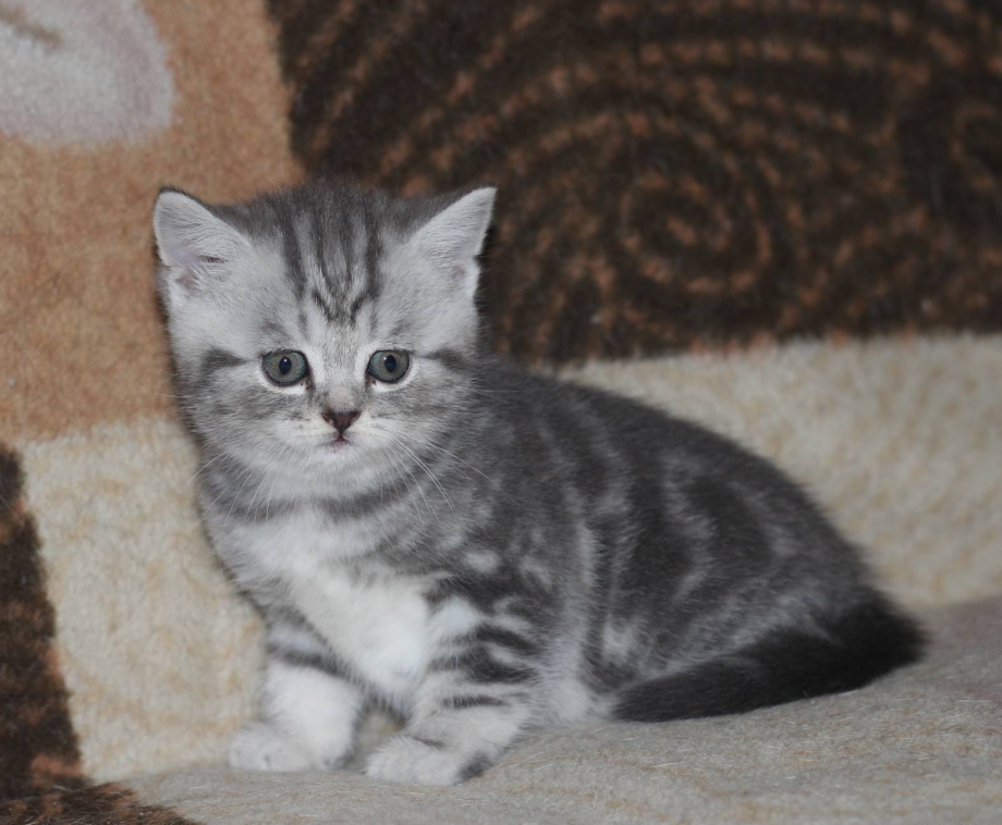 Шотландская кошка прямоухая мраморная голубая