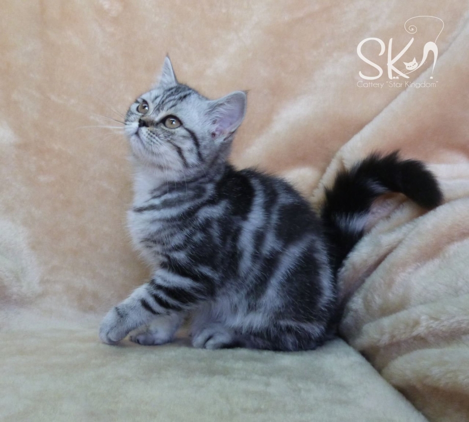 Шотландские прямоухие котята вискас