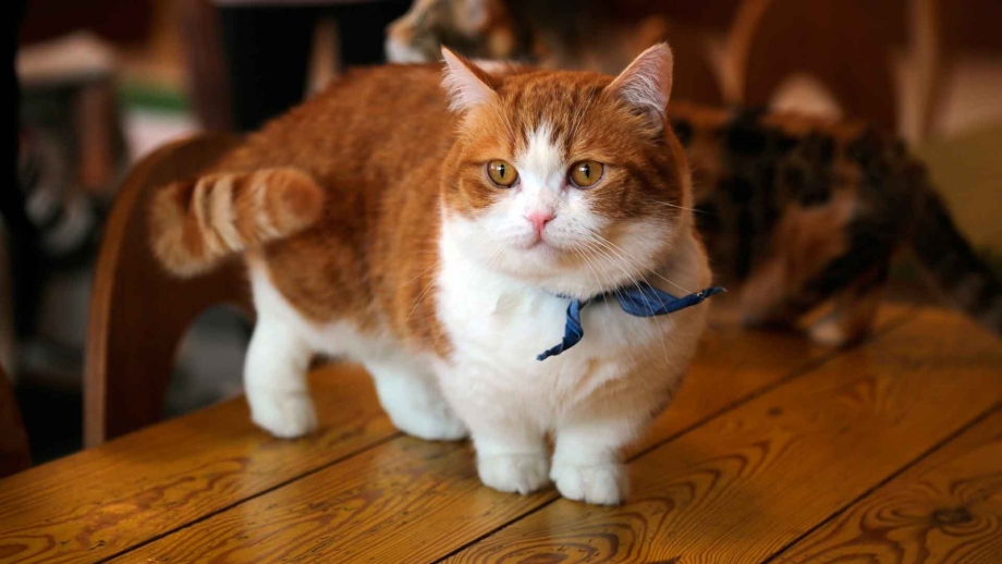 Манчкин кот полосатый