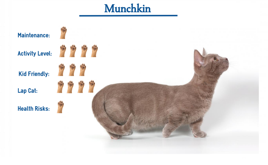 Манчкин кот
