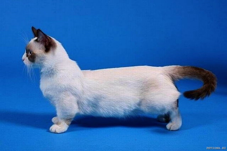 Кошка такса Манчкин