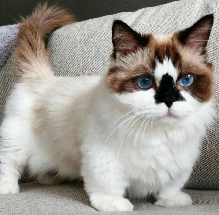 Манчкин сиамский