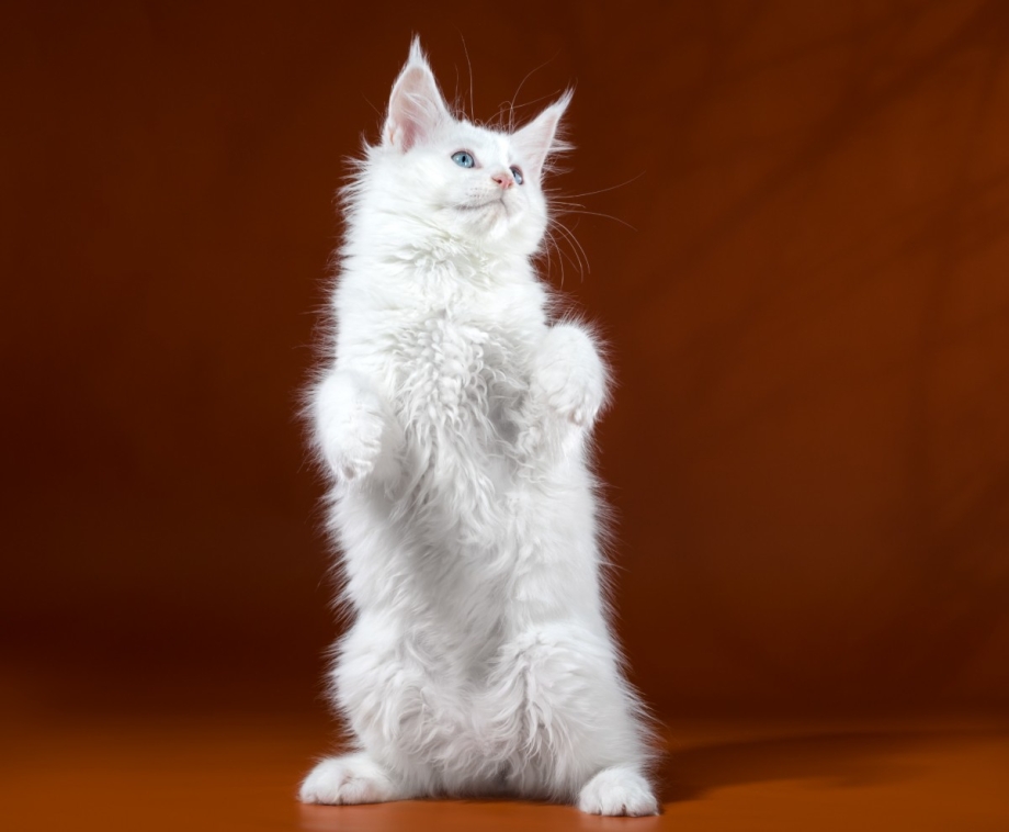 Белый котенок Мейн куна