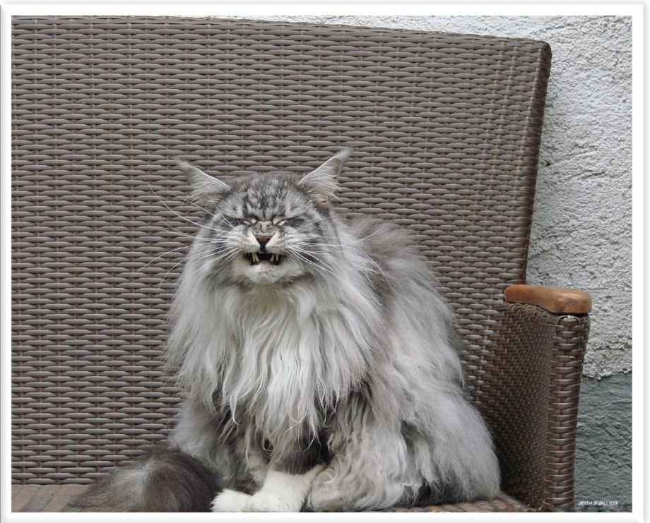 Кот Мейн кун серо белый