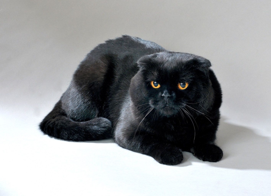 Шотландская кошка скоттиш фолд черный