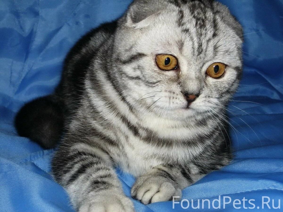 Британская вислоухая кошка