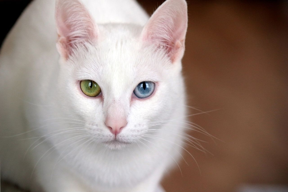 Коты породы као мани