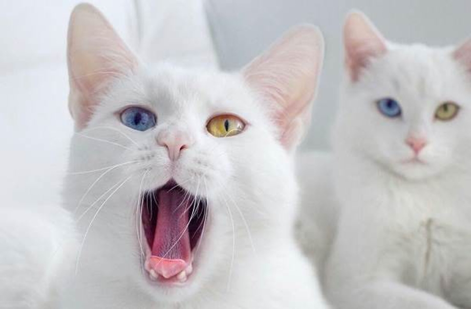 Као мани котята