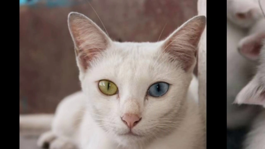 Као мани коты