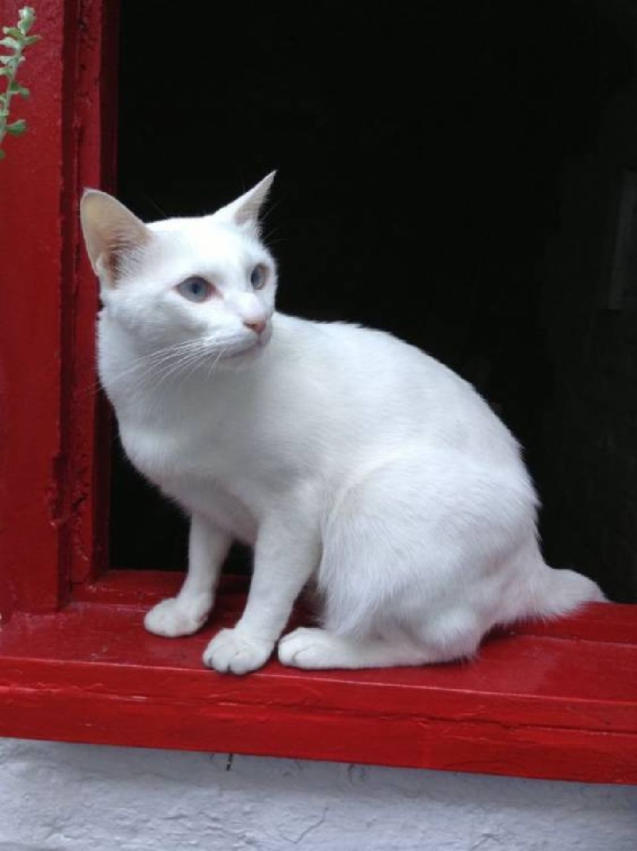 Кот породы као мани