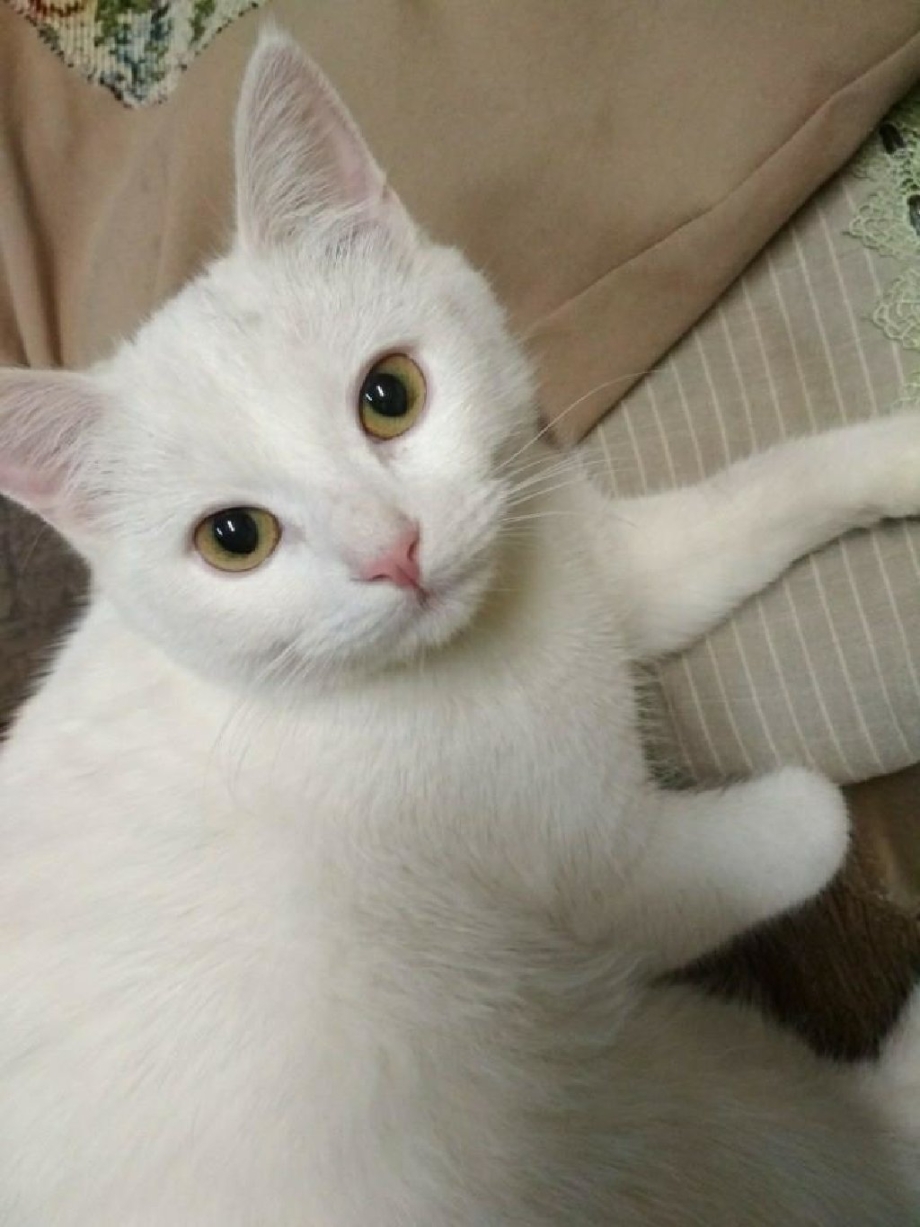 Као мани