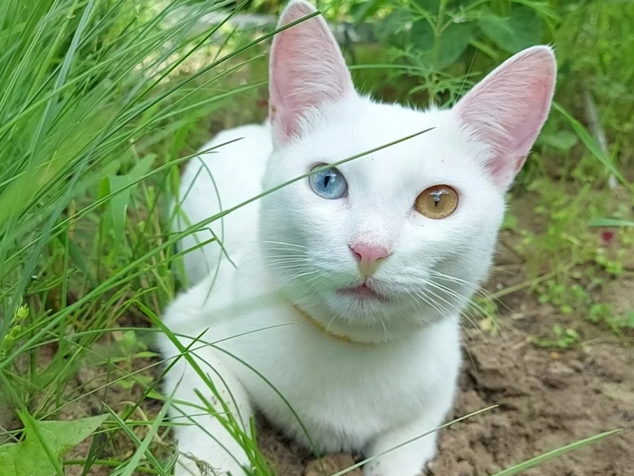 Као Мао кошка