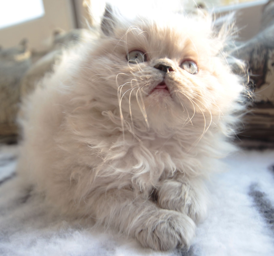 Персидские коты экстремалы