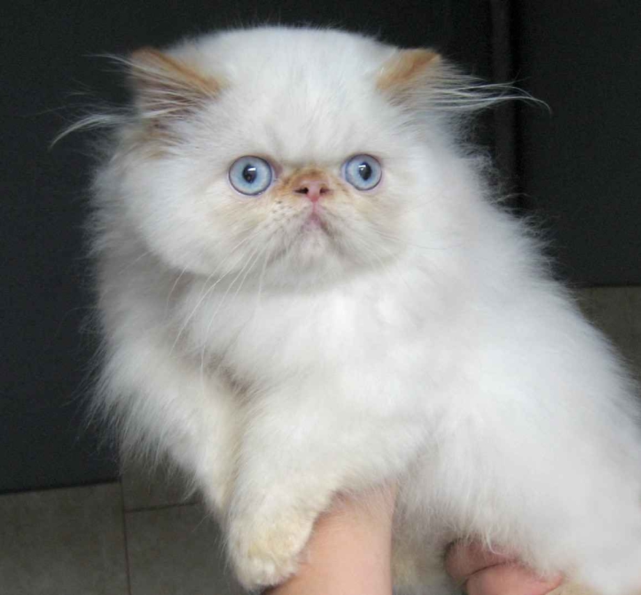 Персидская кошка экстремал