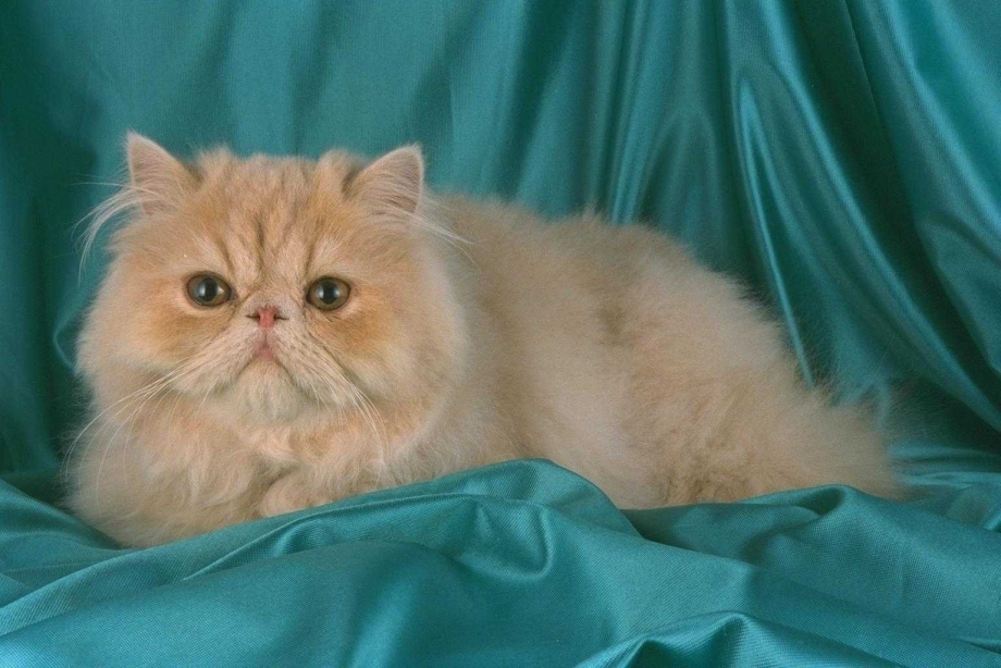 Персидский кот экстремал