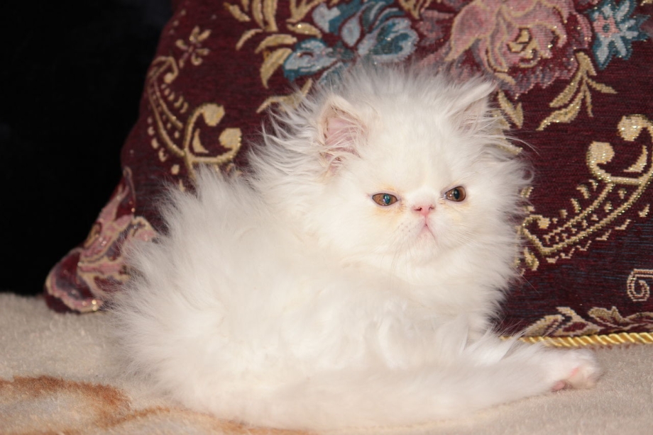 Белый персидский кот экстремал