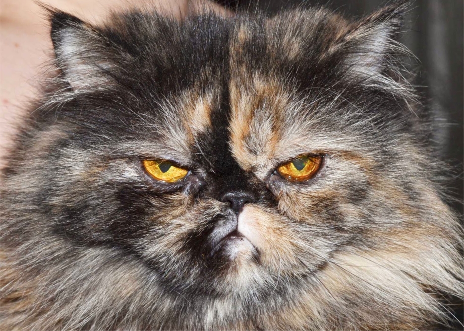 Бездомная Персидская кошка