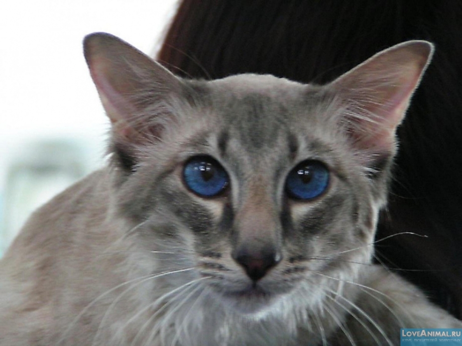 Яванез кошка