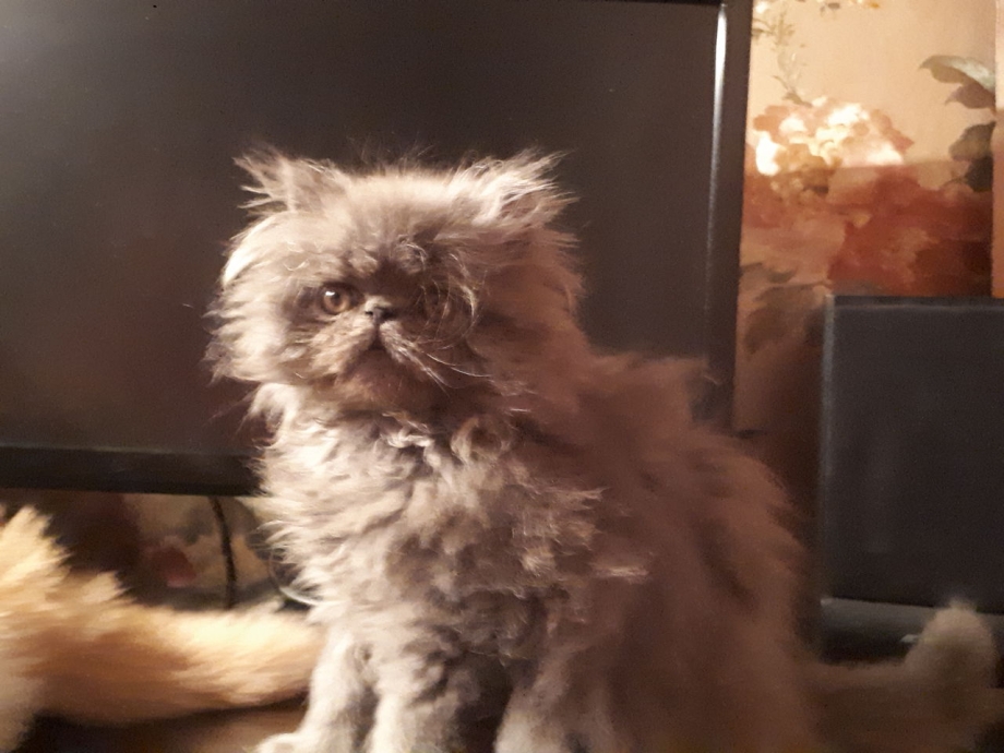Череп персидской кошки