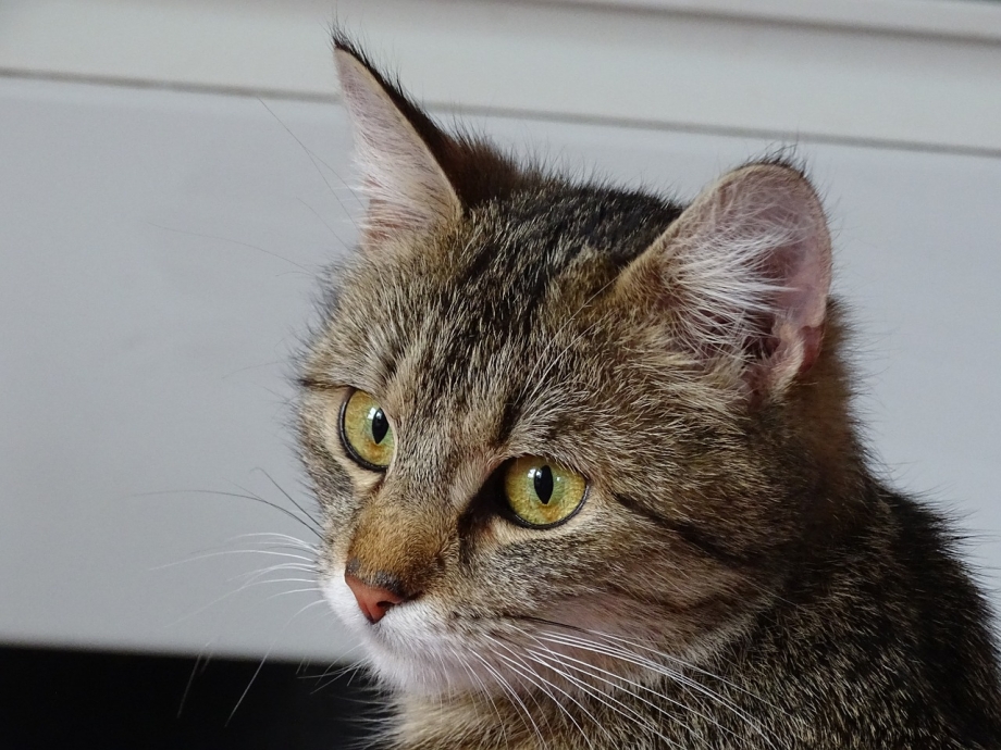 Коты с длинными усами