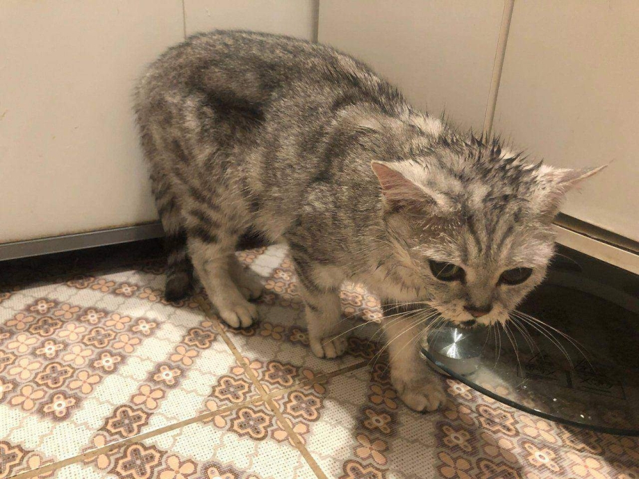 Кот нюхает сыр