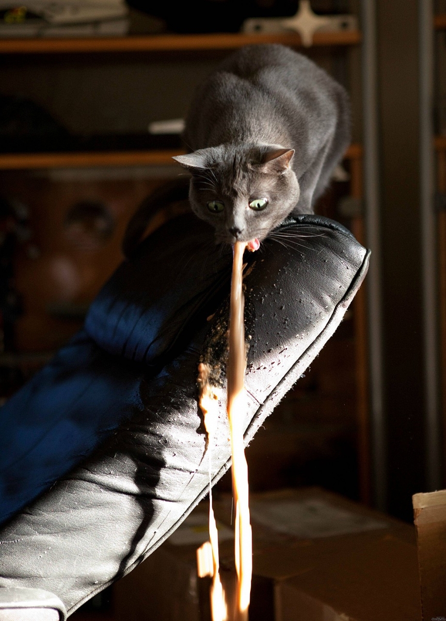 Кошачий животик