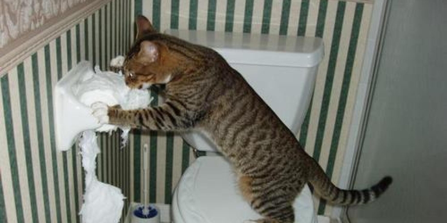 Котики и стены ободранные