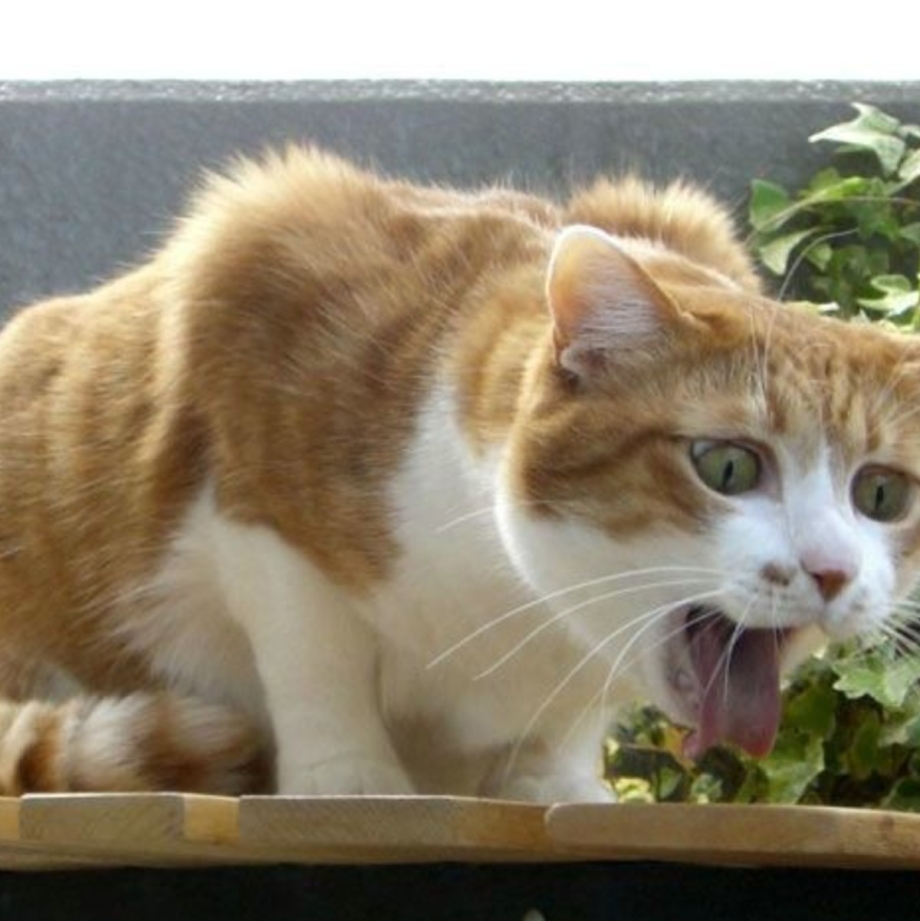 Кота тошнит