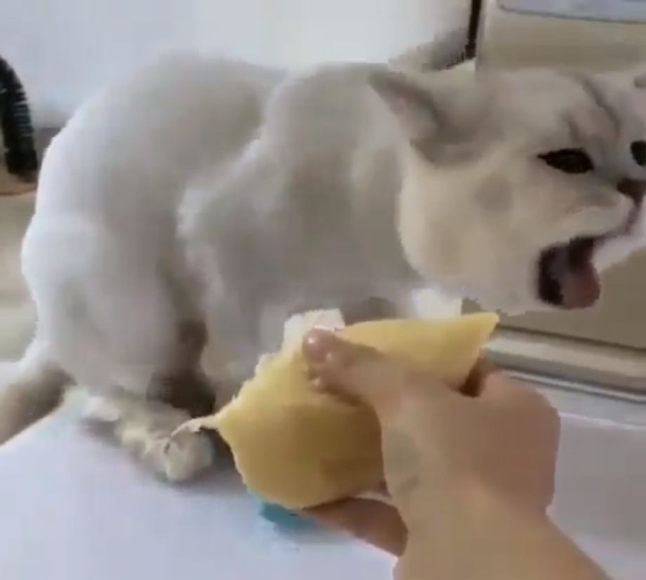 Коты которые какают