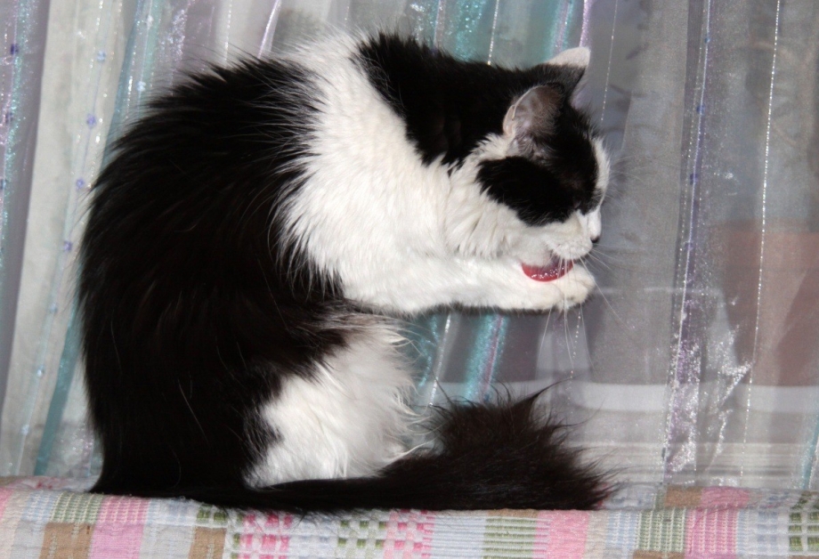 Кот рыгает
