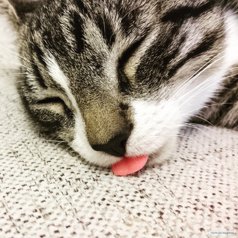 Милый котенок с языком