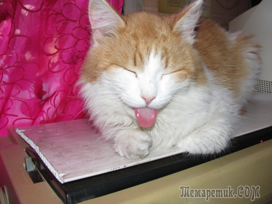 Сопящие кошки с высунутым языком