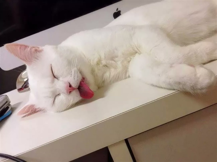 Спящий кот смешной