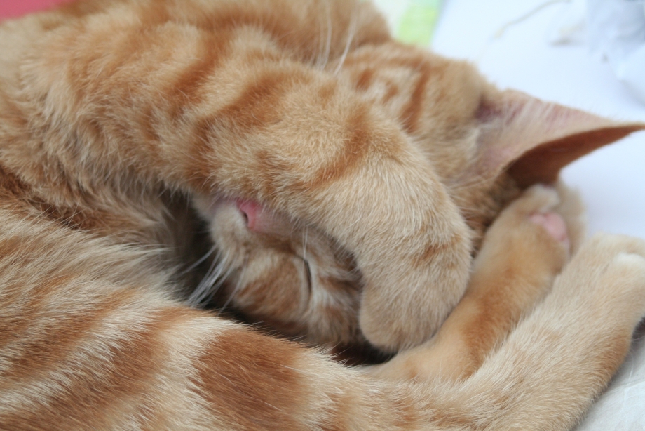 Сонный котик