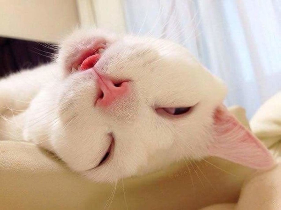 Sleepy face funny