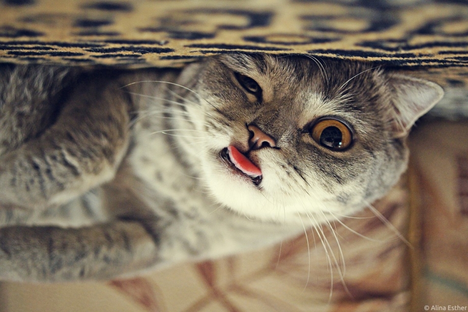 Уставший кот