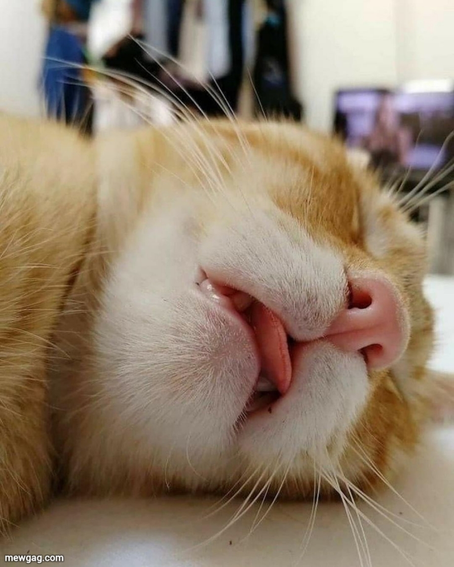 Сонные коты смешные
