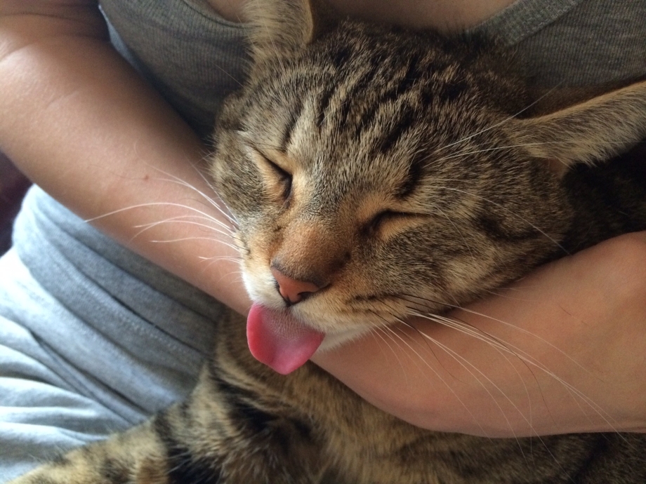Котенок спит с высунутым языком