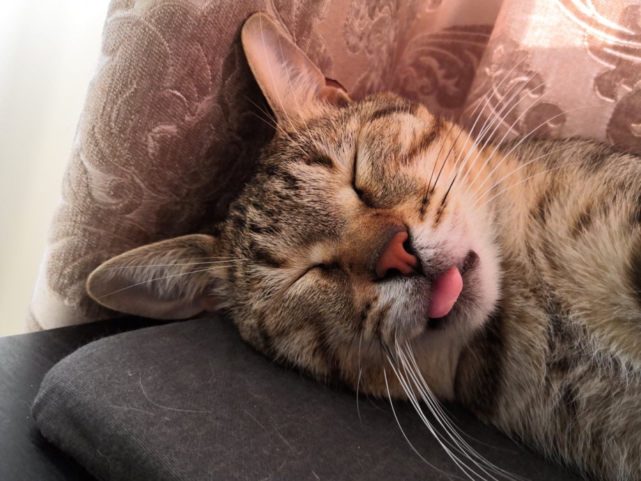 Спящие коты с языком