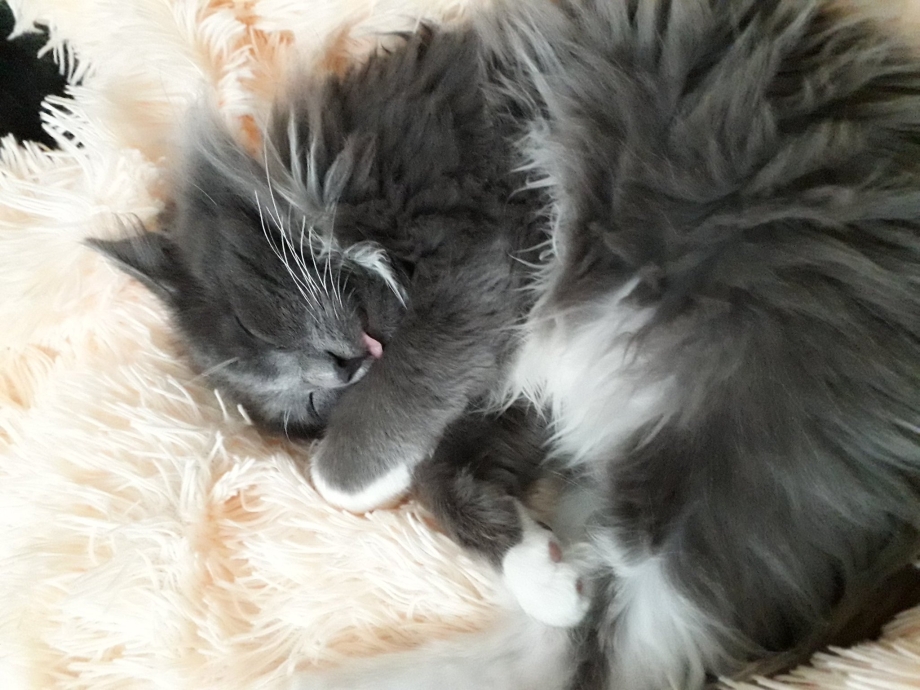 Спящий котенок с языком