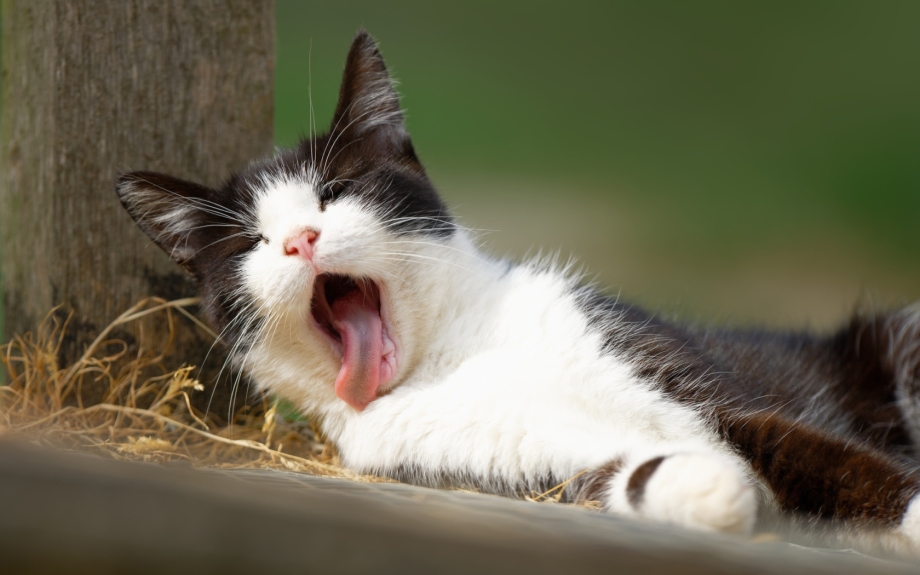 Коты позевают