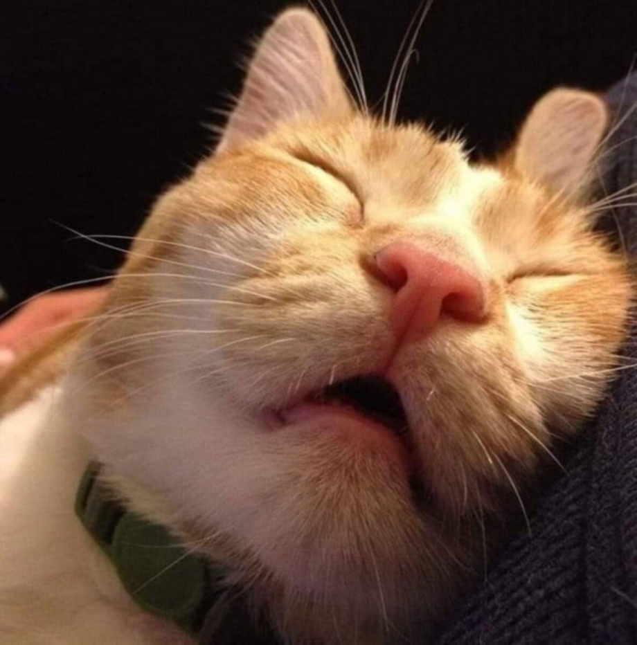 Смешной Сонный кот